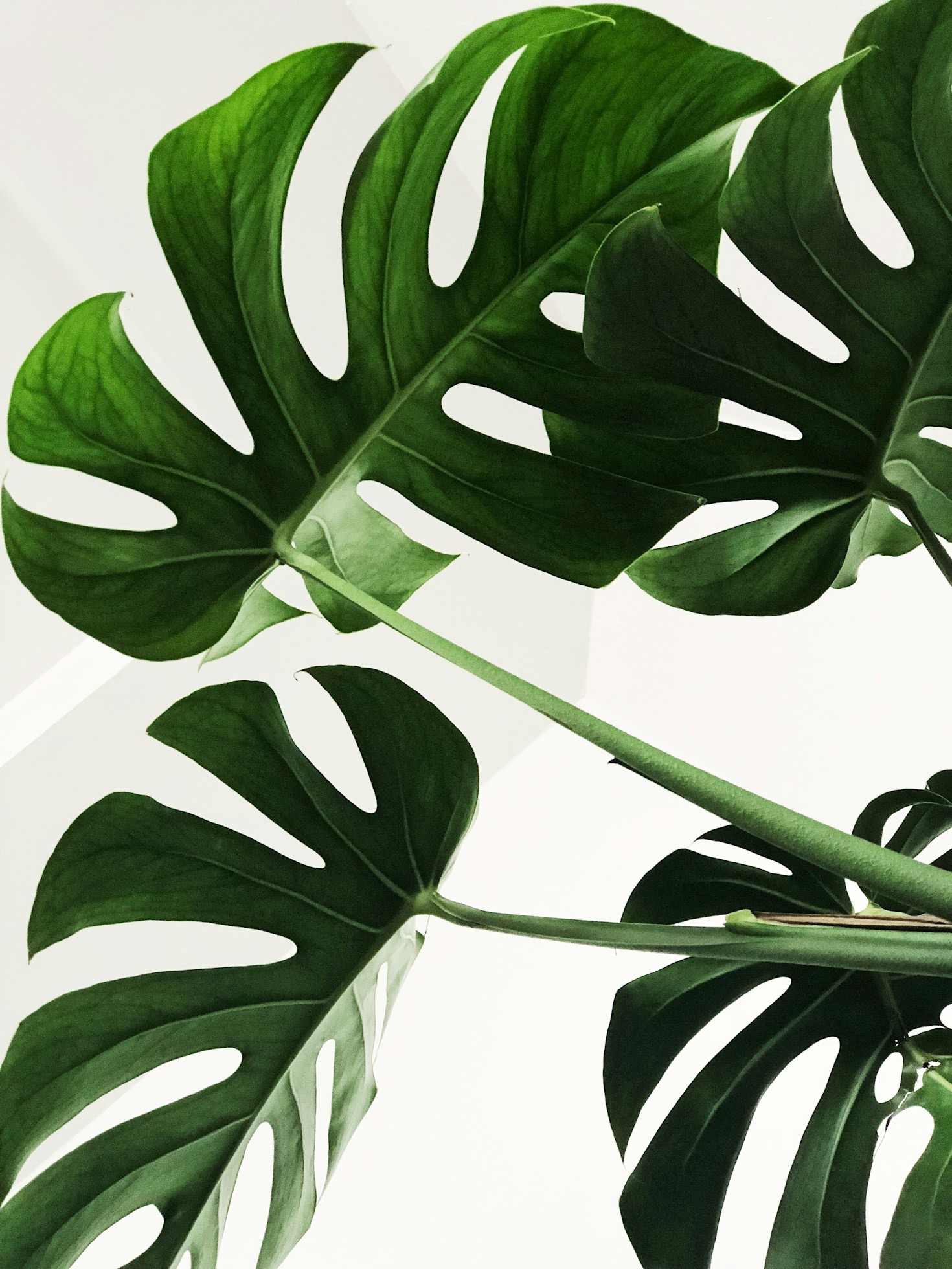 Por que escolher perfumes feitos com plantas