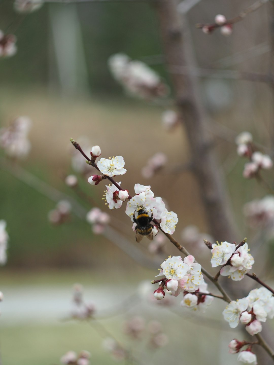 a bee on a flower