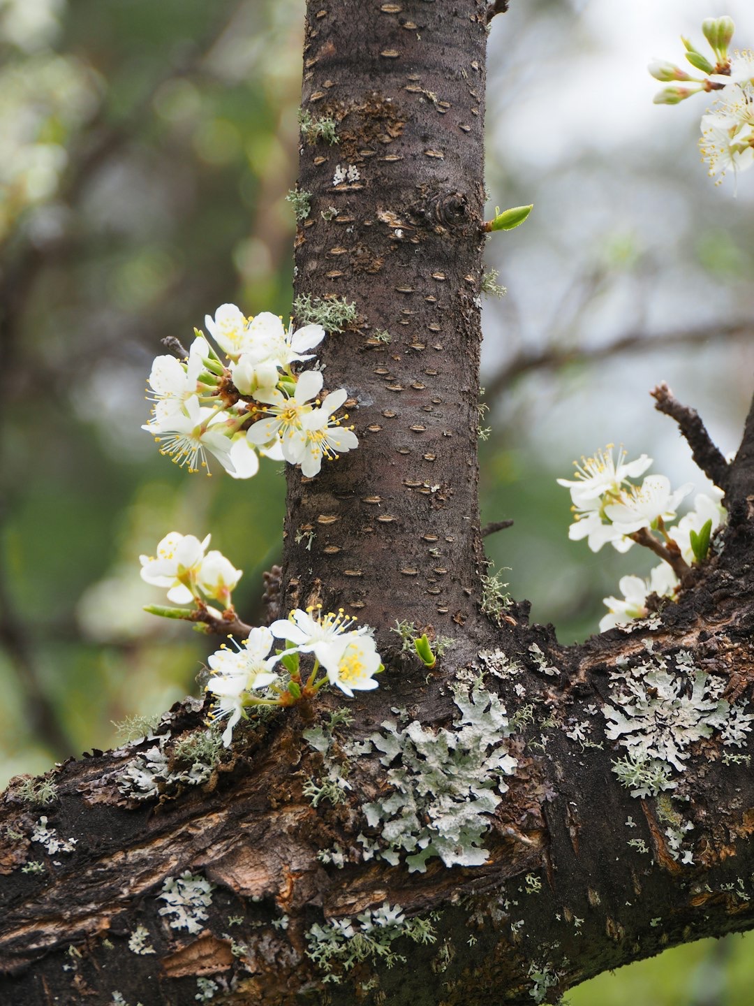 a close up of a tree with white flowers